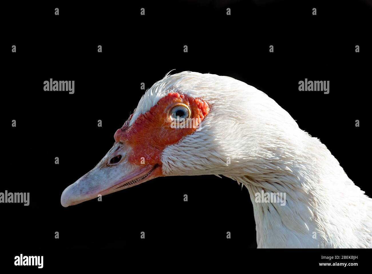 Portrait d'un canard blanc en profil sur fond noir Banque D'Images