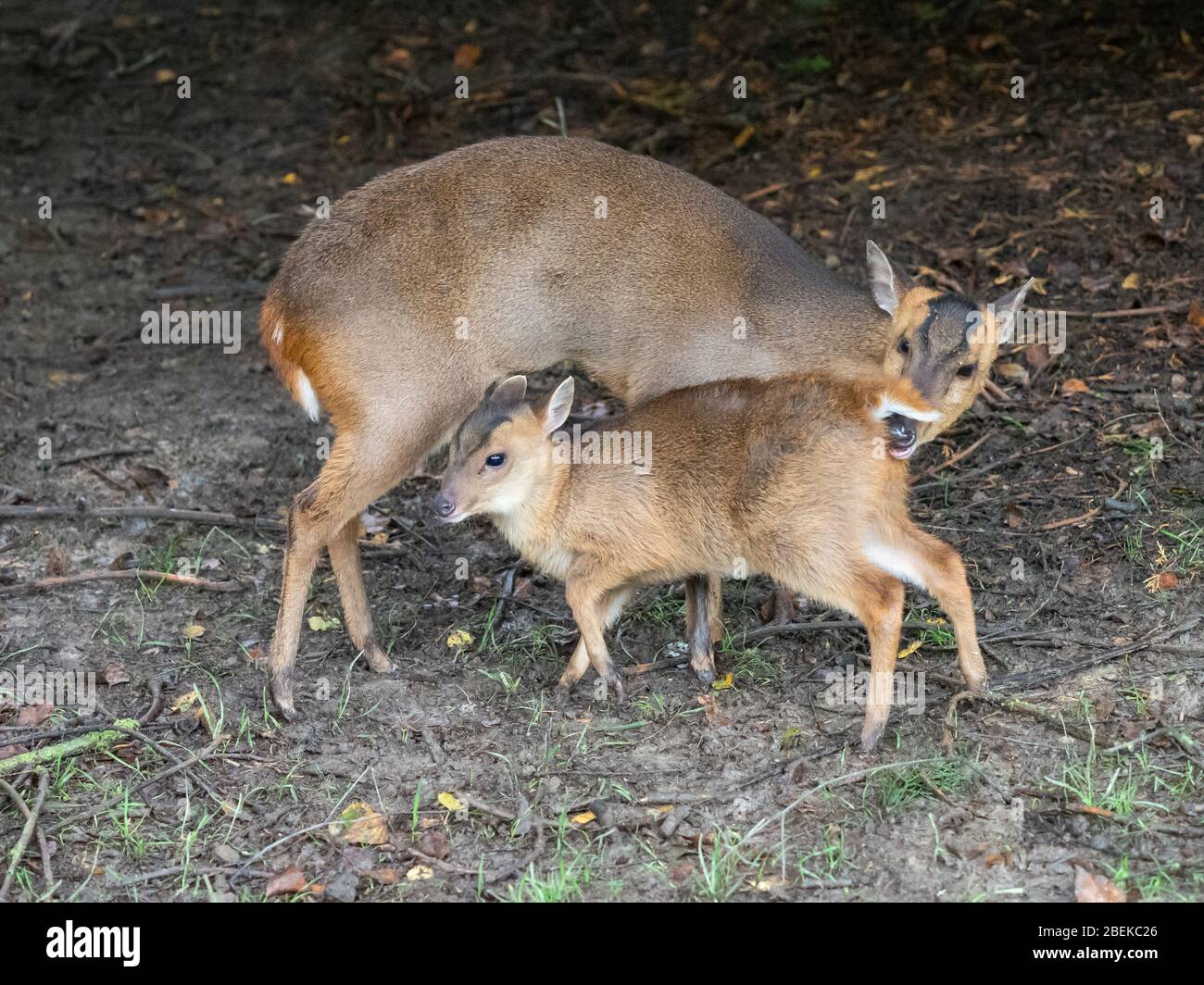 Mère muntjac Deer, nourrir sa jeune Banque D'Images