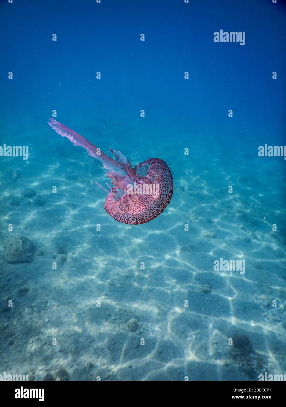 Une rose solitaire méduses dans la mer Ligure en face de Noli, Italie Banque D'Images