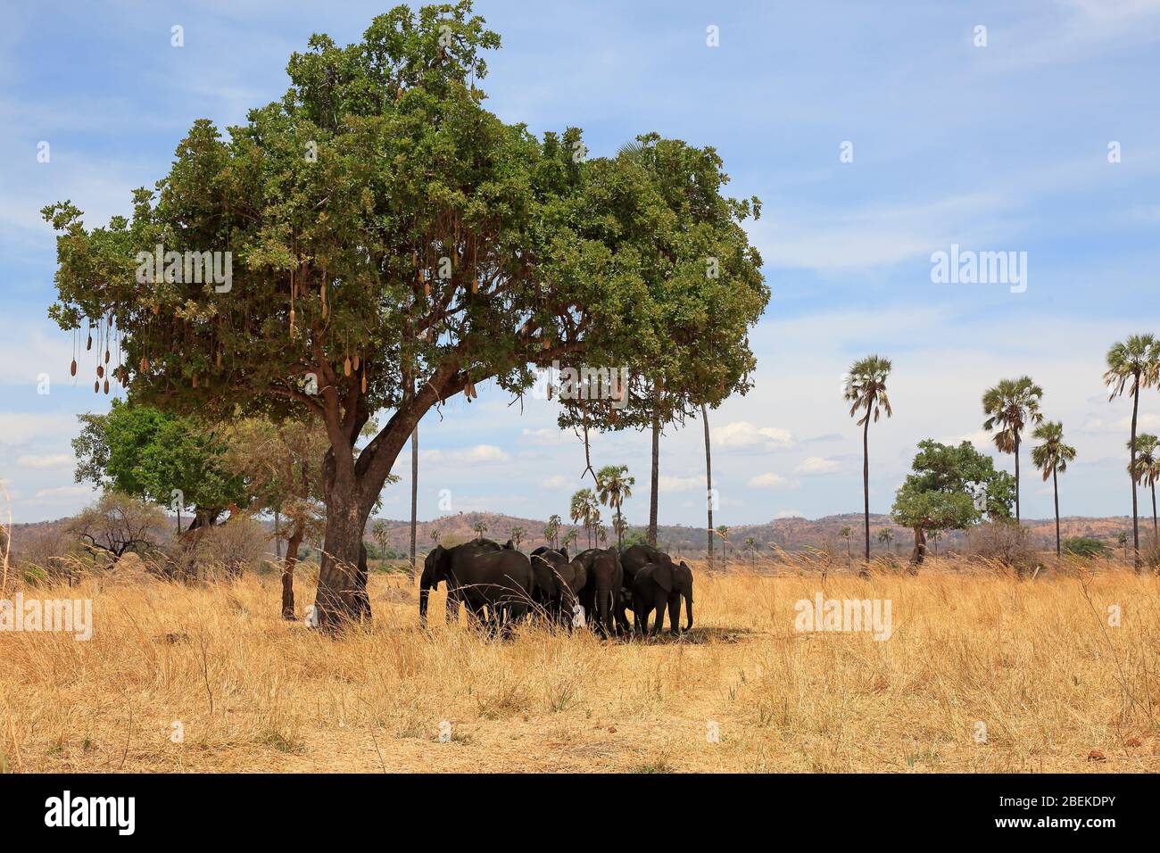 Famille d'éléphants d'Afrique à l'ombre d'un arbre à saucisses Banque D'Images