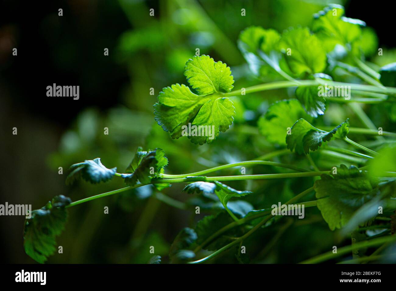 feuilles de coriandre dans la cuisine Banque D'Images