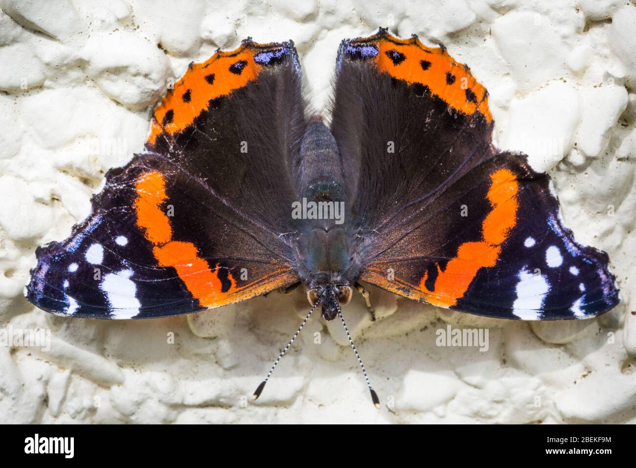 Macro printemps rouge admiral orange et noir papillon dans la nature Banque D'Images