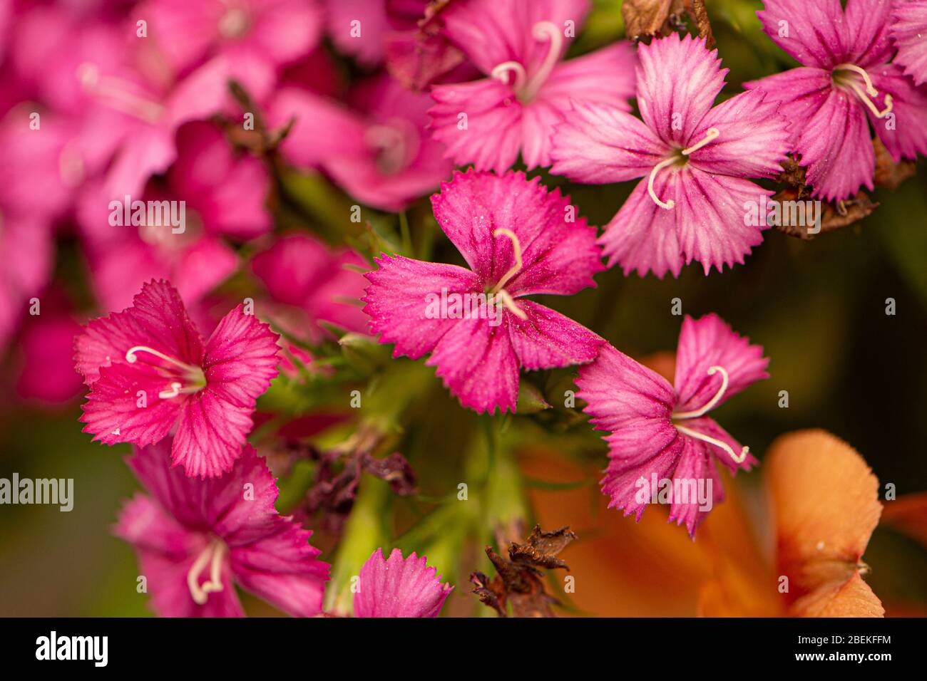 William doux, Dianthus barbatus Banque D'Images