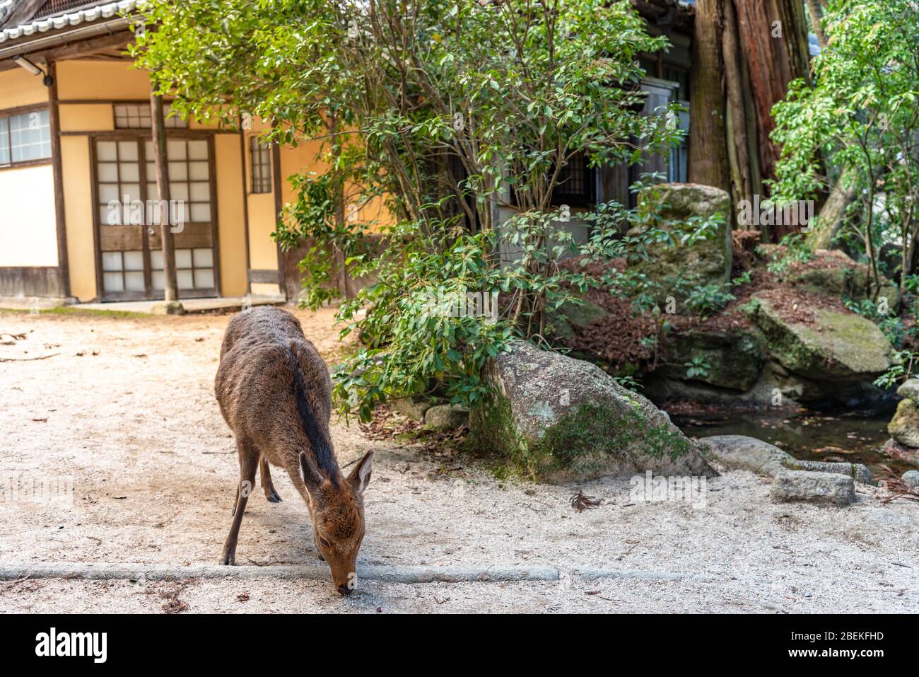 Un peu plus près Deer détendez-vous au soleil dans le Miyajima en vacances à Hatsumode japonais du nouvel an. Banque D'Images