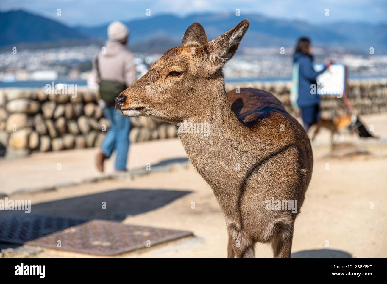 Un peu plus près Deer détendez-vous au soleil dans le Miyajima en vacances à Hatsumode japonais du nouvel an. Banque D'Images