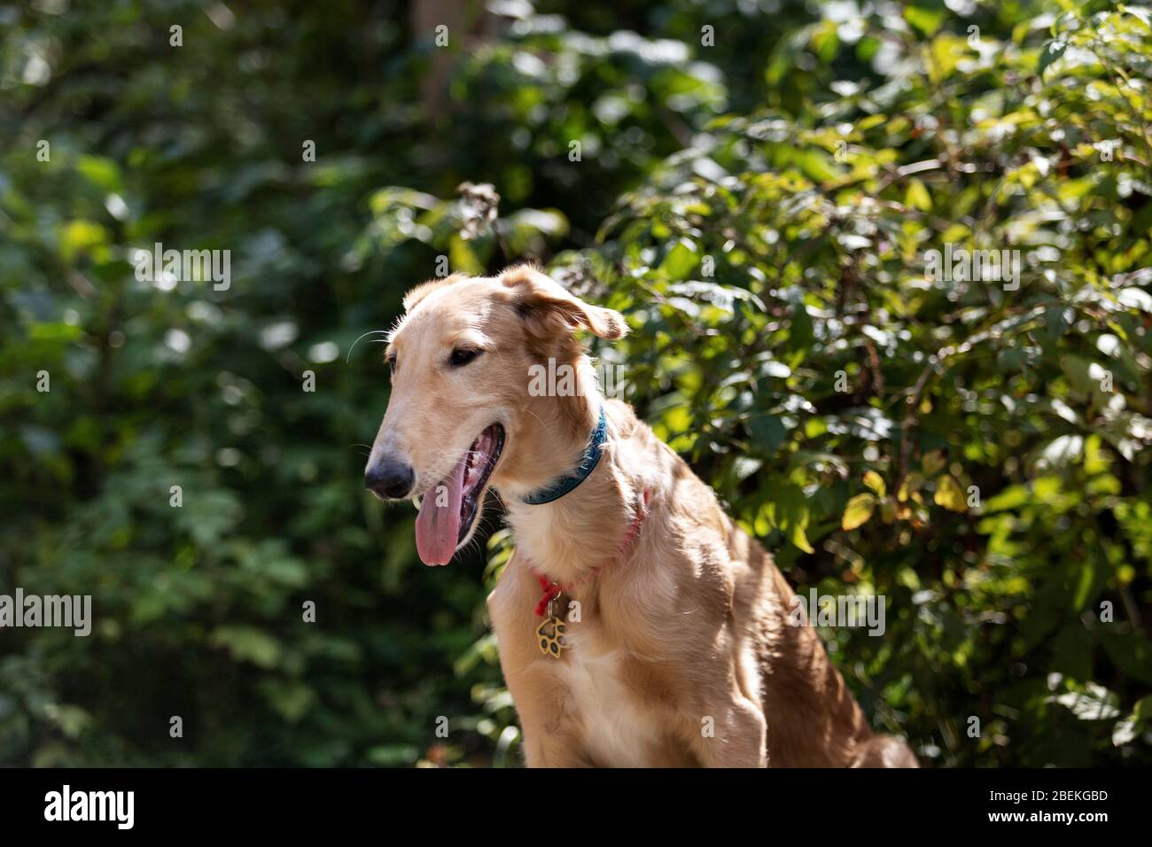 Le chiot rouge de borzoi marche en plein air le jour d'été, soupir russe, 5 mois Banque D'Images