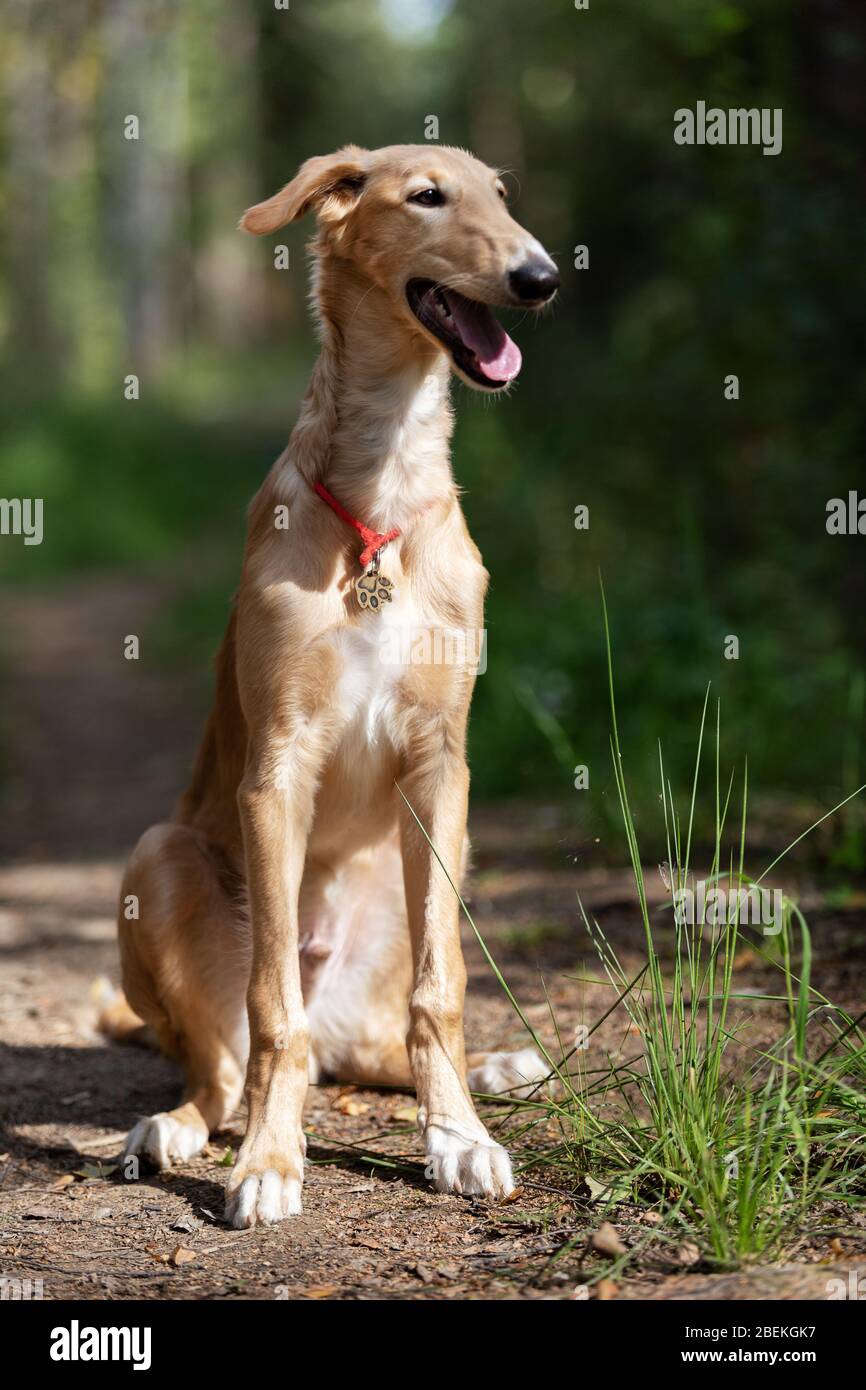 Le chiot rouge de borzoi marche en plein air le jour d'été, soupir russe, 5 mois Banque D'Images