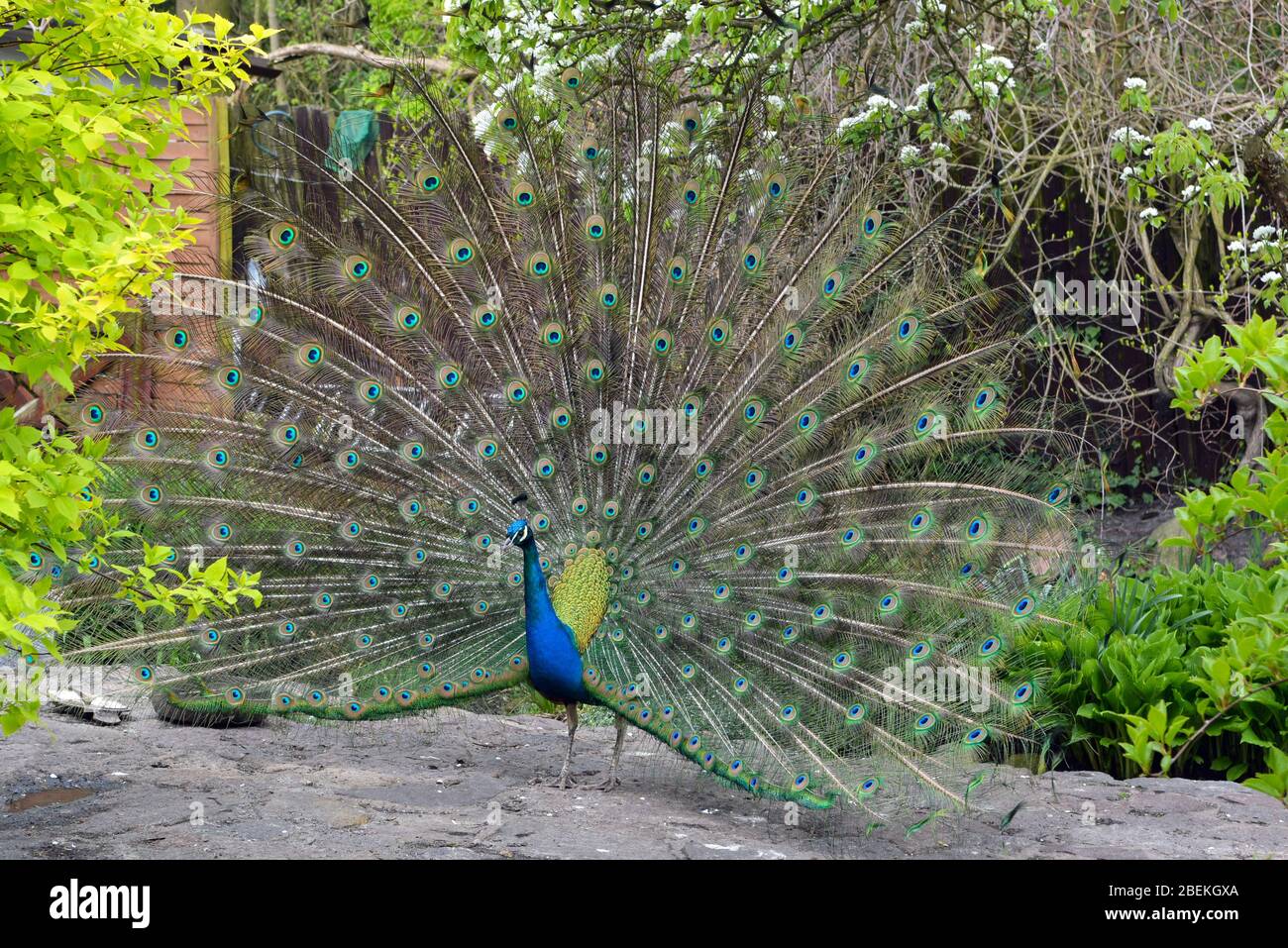 Peacock répand ses belles ailes colorées Banque D'Images