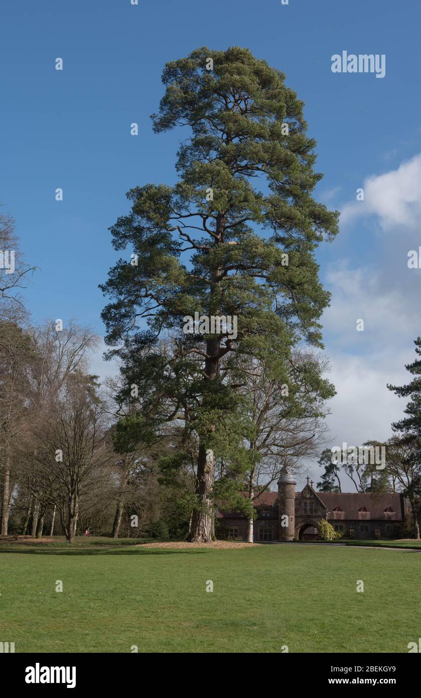 Feuillage vert du pin autrichien ou du pin noir (Pinus nigra) avec un ciel bleu nuageux fond dans un jardin Banque D'Images