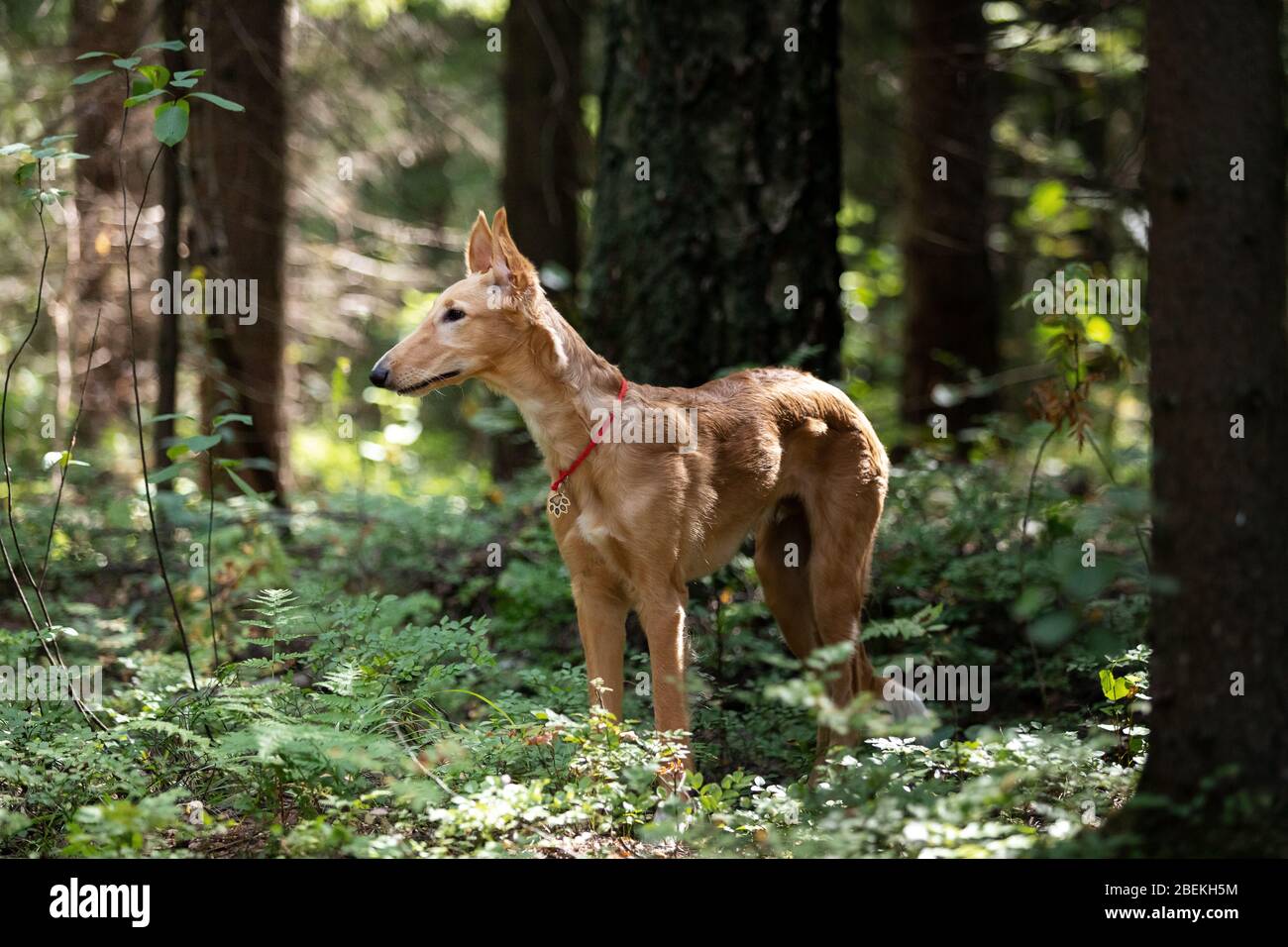 Le chiot rouge de borzoi marche en plein air le jour d'été, soupir russe, 5 mois Banque D'Images