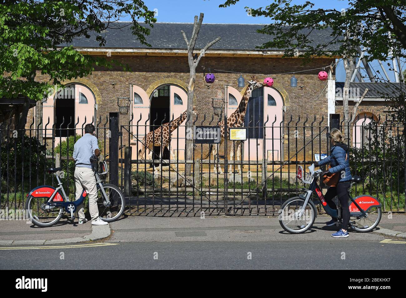 Les cyclistes arrêtent de regarder Girafes dans le zoo de ZSL London à Regent's Park, Londres, alors que le Royaume-Uni continue de se bloquer pour aider à freiner la propagation du coronavirus. Banque D'Images