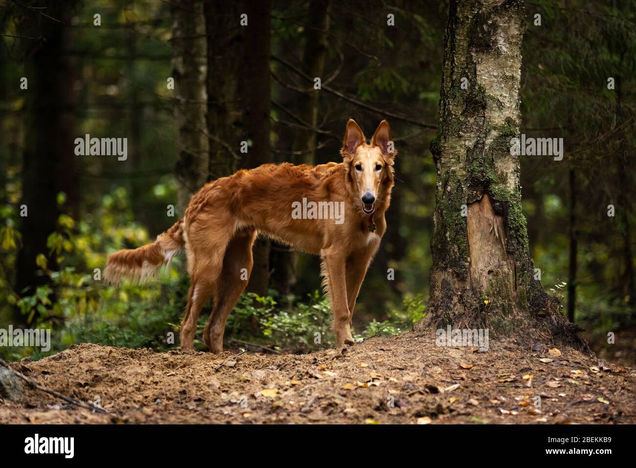 Le chiot rouge de borzoi marche en plein air le jour d'été, soupir russe, 6 mois Banque D'Images