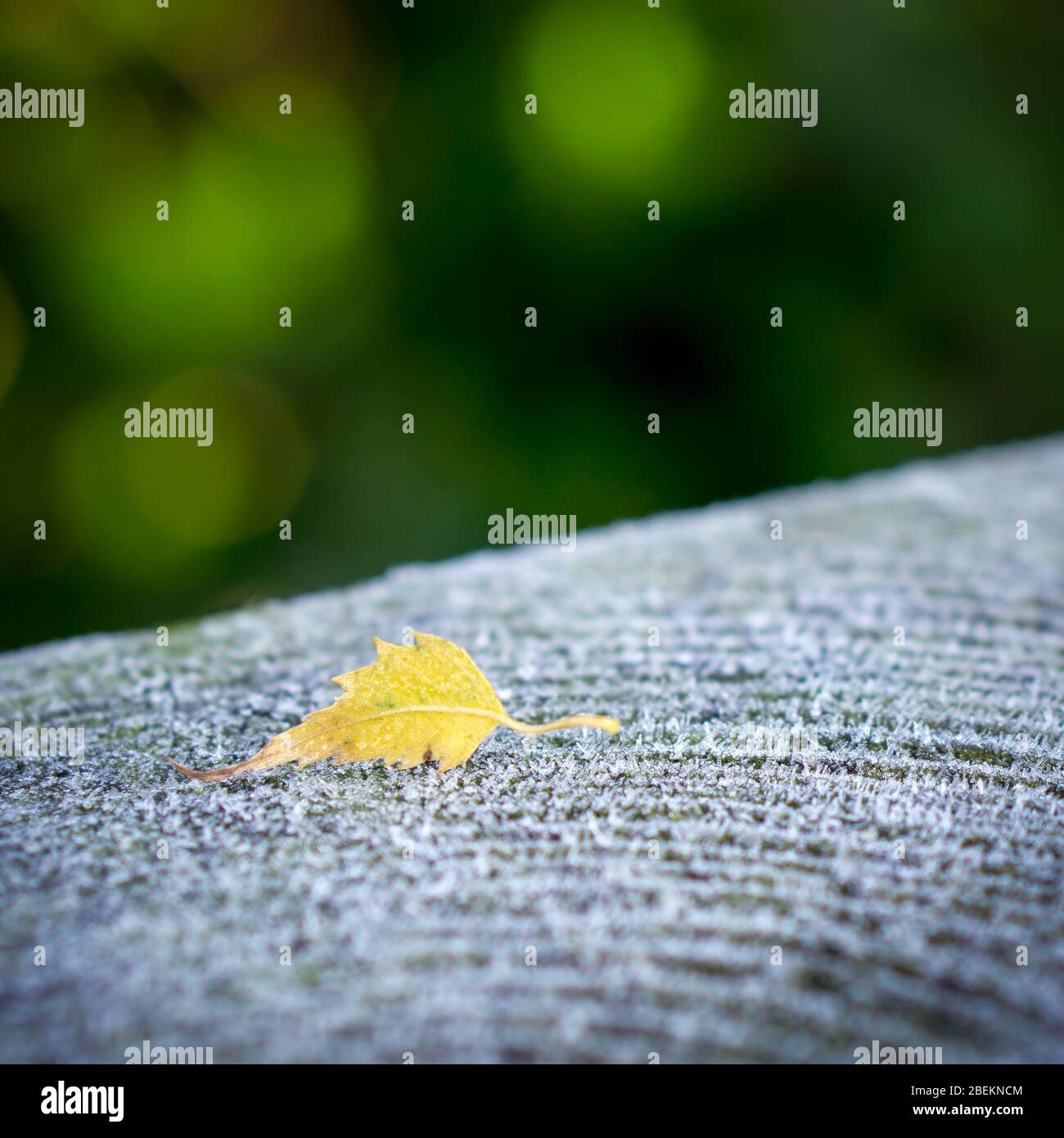 Une petite feuille jaune se trouve sur un poteau en bois recouvert de givre devant un fond vert hors foyer - un paysage d'hiver miniature. Banque D'Images