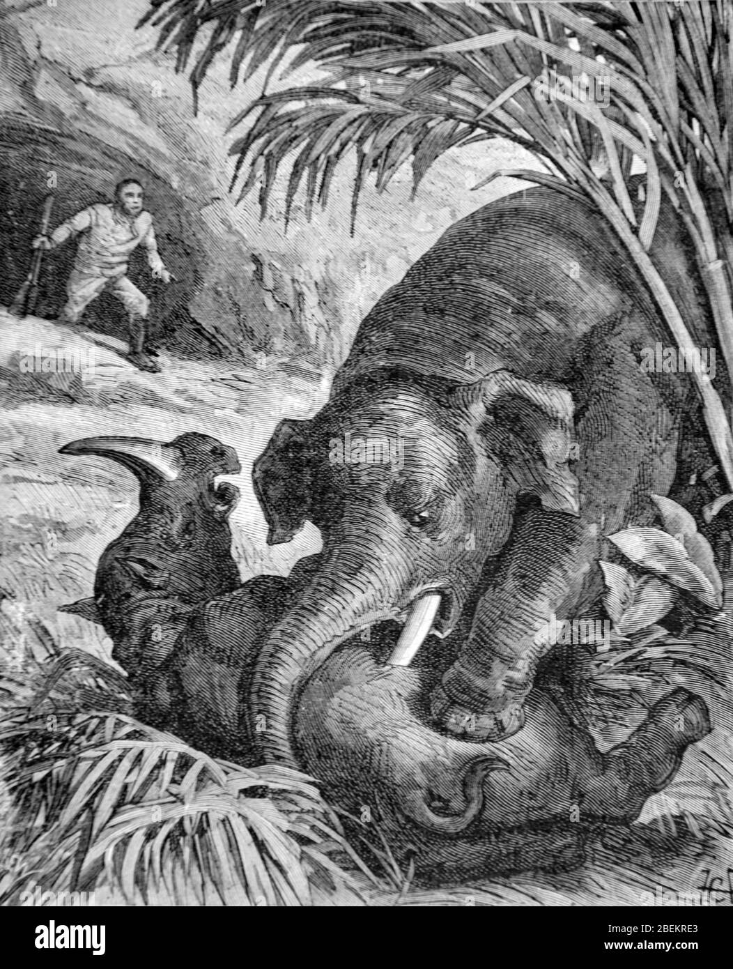 Lutte entre l'éléphant d'Asie (Elephas maxima) et un Rhino ou Rhinoceros en Asie. Vintage ou ancienne illustration ou gravure 1887 Banque D'Images Lutte entre l'éléphant d'Asie (Elephas maxima) et un Rhino ou Rhinoceros en Asie. Vintage ou ancienne illustration ou gravure 1887 Banque D'Images