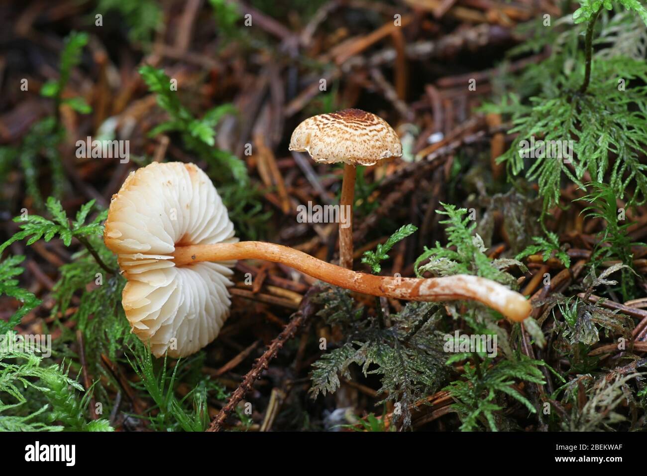 Lepiota castanea, communément appelée le dapperling de châtaigniers, un champignon toxique de Finlande Banque D'Images