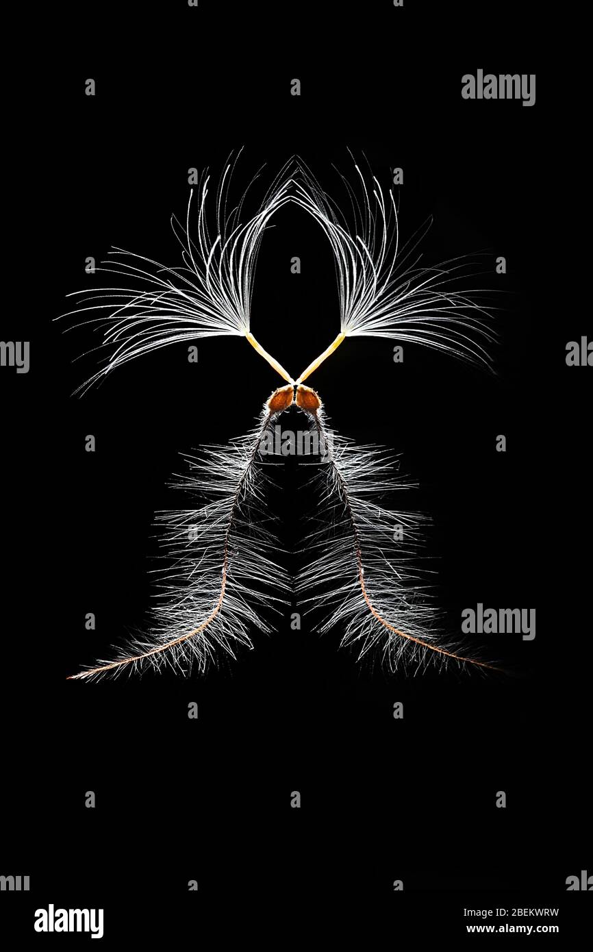 Graines de clematis et de coltsfoot sur fond noir, une impression géométrique minimaliste Banque D'Images