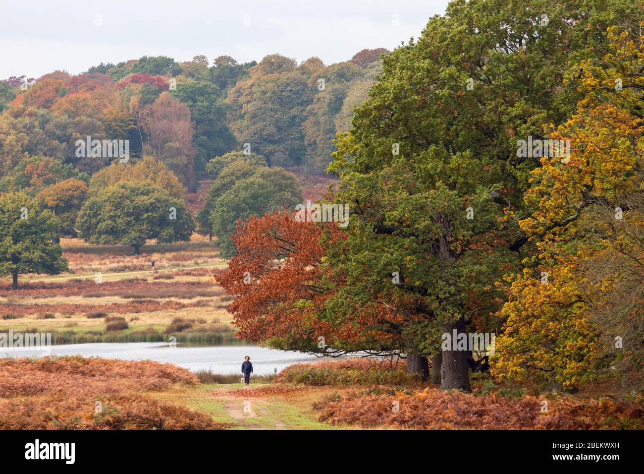 Une marchette solitaire à Richmond Park en automne, Londres Banque D'Images