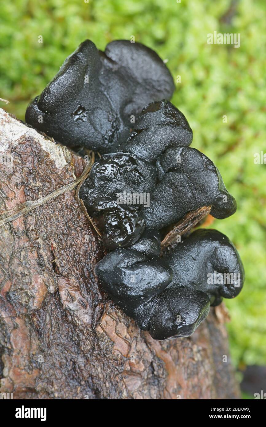 Exidia truncata, connu sous le nom de beurre ou sorcières noir jelly drop, champignons sauvages vivant sur le chêne de la Finlande Banque D'Images