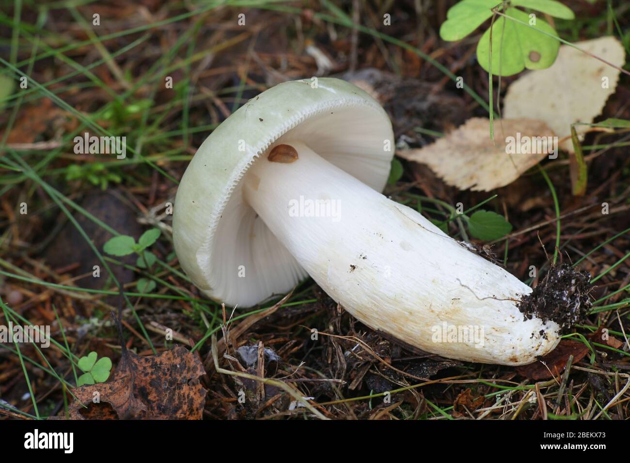 Russula aeruginea, connue sous le nom de Rusula verte, Rusula verte collante, ou le champignon vert de la Finlande Banque D'Images