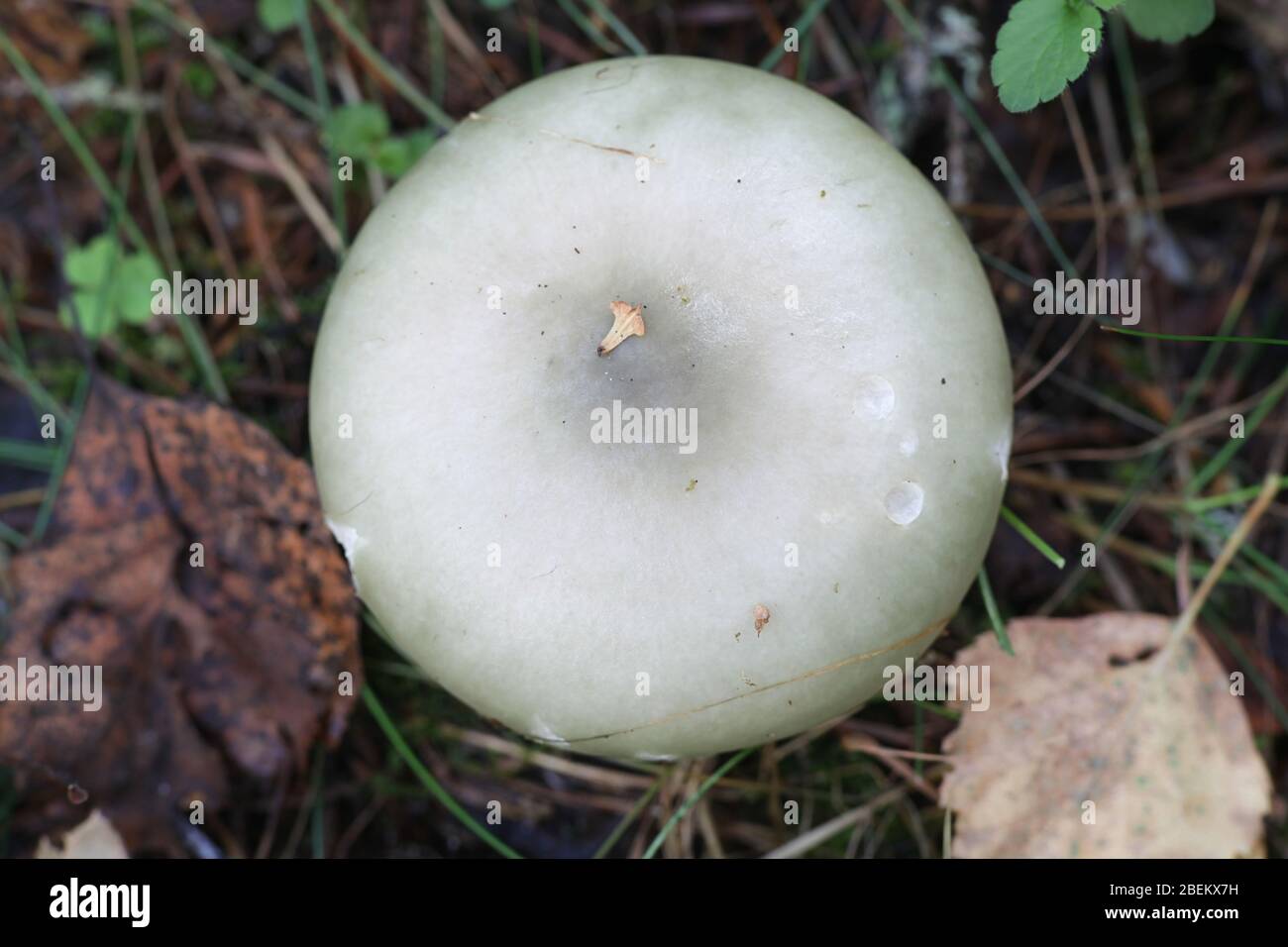 Russula aeruginea, connue sous le nom de Rusula verte, Rusula verte collante, ou le champignon vert de la Finlande Banque D'Images