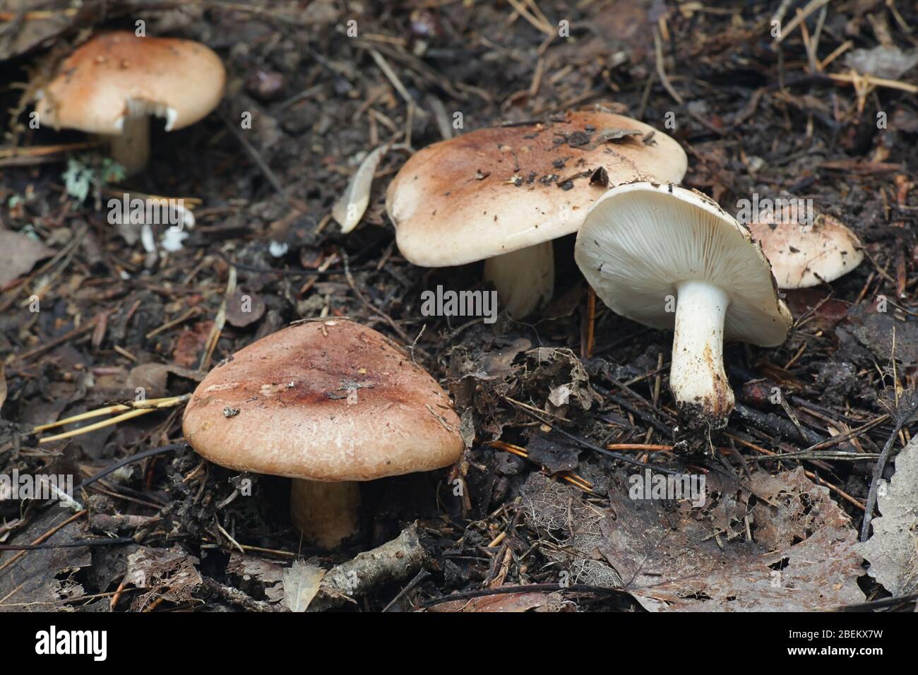 Tricholoma populinum, communément connu sous le nom de chevalier de peuplier ou de champignon en bois de coton, champignon sauvage de Finlande Banque D'Images