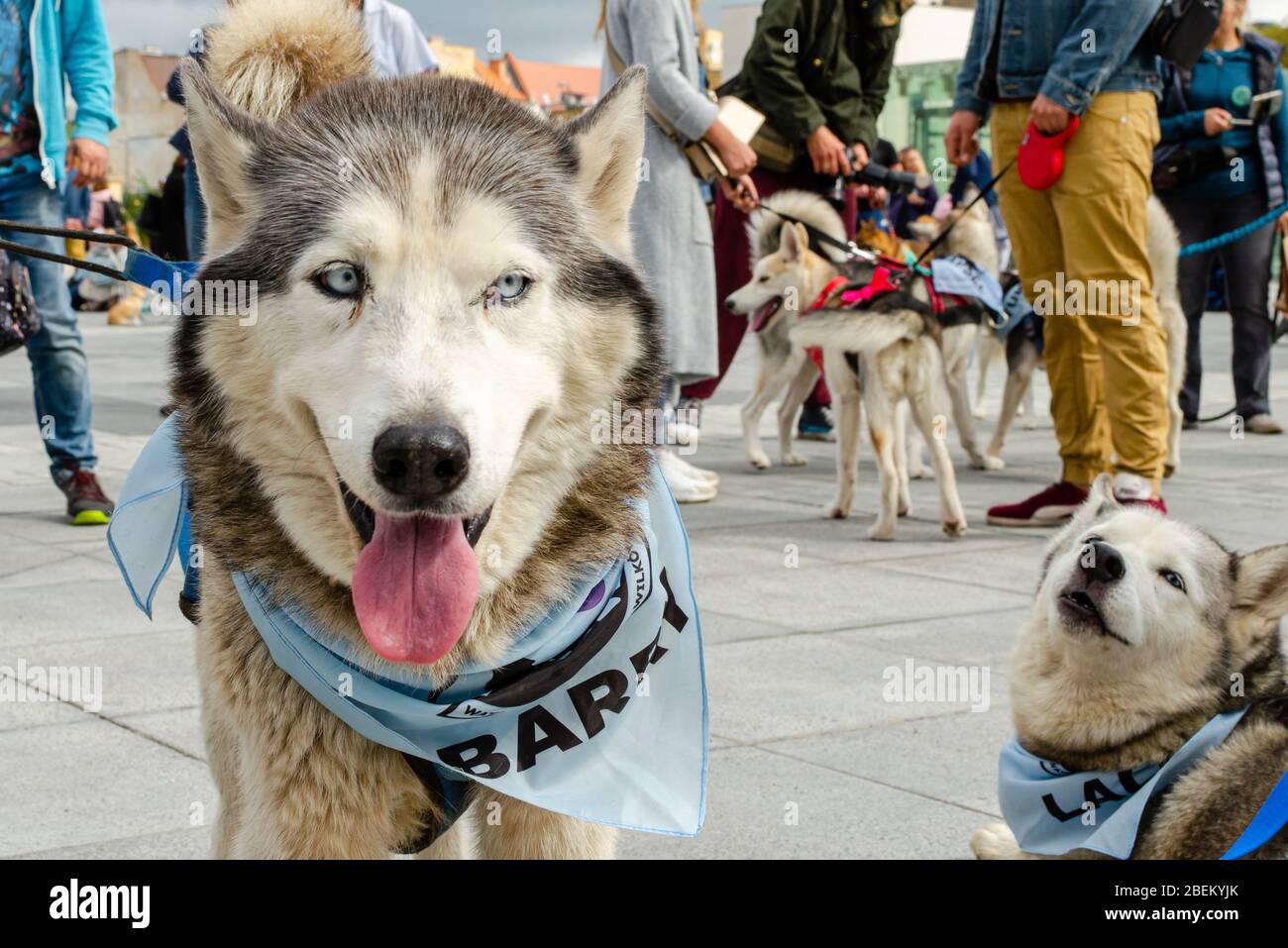 Wroclaw, Pologne - 8 septembre 2019: Défilé de chien Hau êtes-vous? De superbes chiens husky aux yeux bleus et aux rubans bleus. Banque D'Images