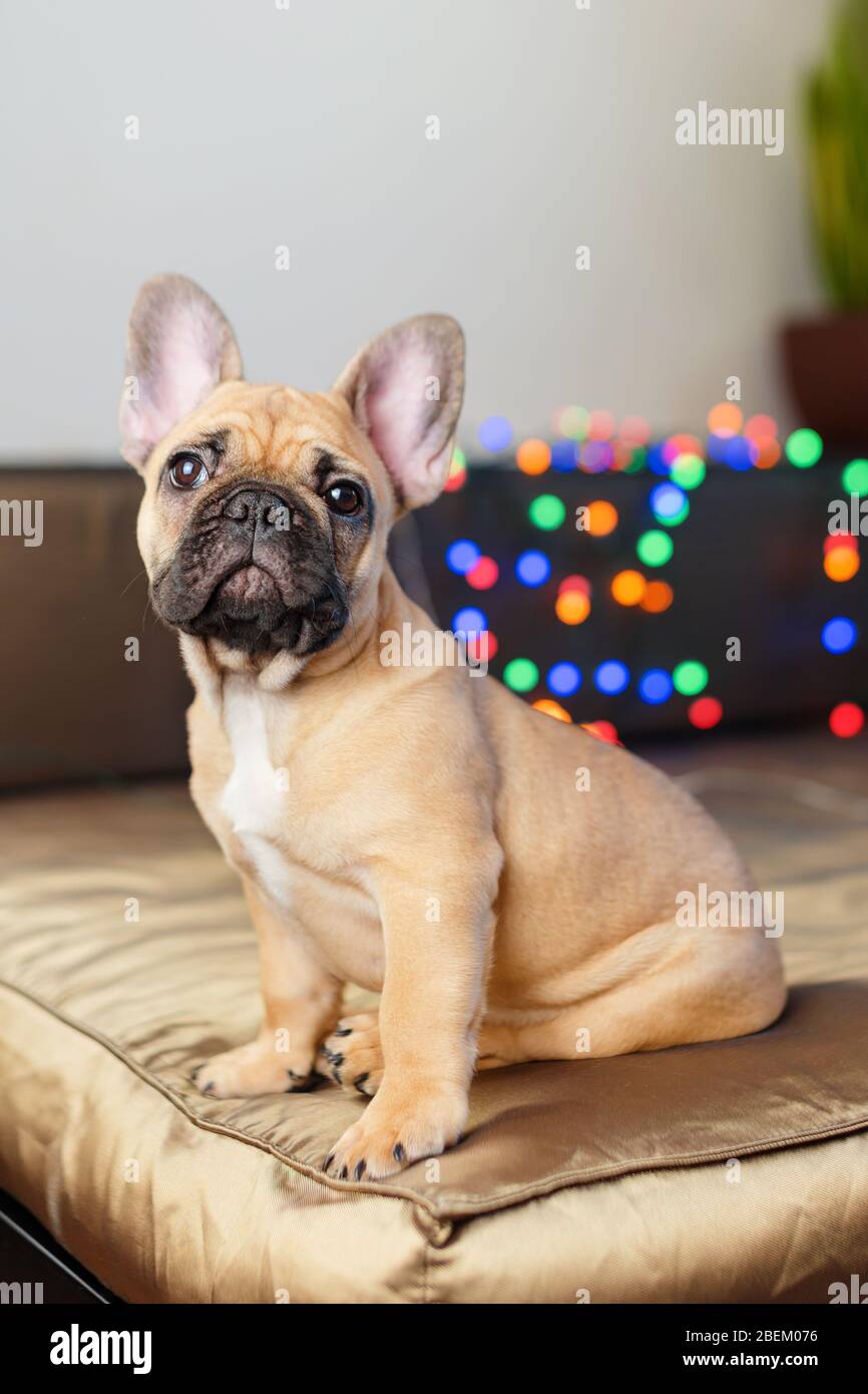 Le bourdogue français assis sur le canapé en regardant la caméra. Drôle curieux chien entouré de lumières de Noël floues sur fond. Banque D'Images