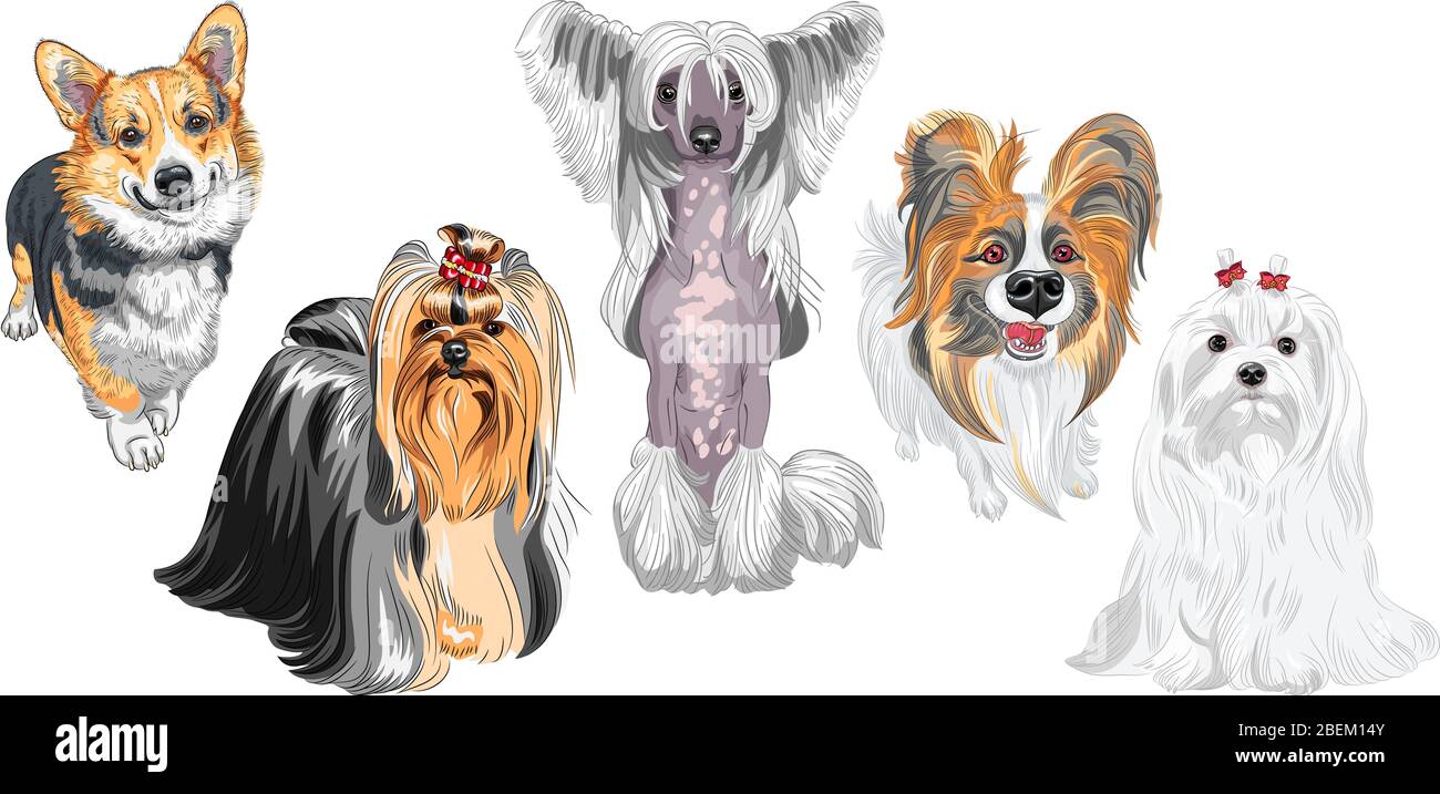 Ensemble de chiens. Maltais, chien dégoûté chinois sans cheveux, corgi gallois Pembroke, Yorkshire terrier avec exposition coiffure mignon, papillon avec de longues oreilles Illustration de Vecteur