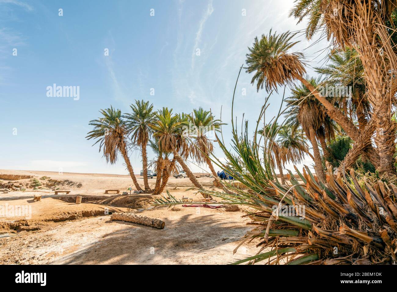 Oasis avec palmiers sur dessert Sahara, Maroc, Afrique Banque D'Images