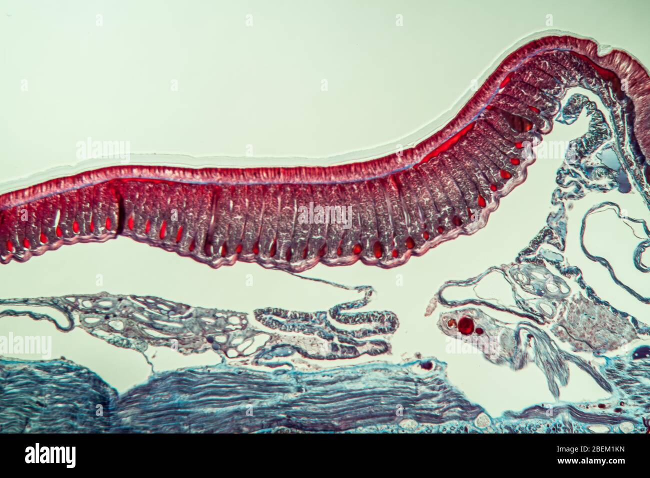 Section transversale de l'histologie des vers de terre 10ème segment 100 fois Banque D'Images