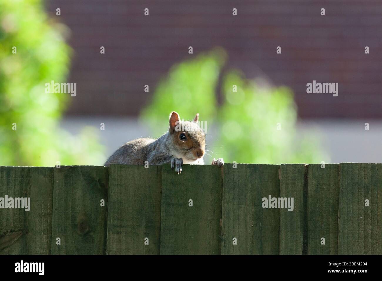 Londres, Royaume-Uni. 14 avril 2020. Météo britannique, 14 avril 2020: Un écureuil gris dans la banlieue de Lnodon de Clapham joue PEEK-a-boo avec le photographe de derrière une clôture. Anna Watson/Alay Live News Banque D'Images