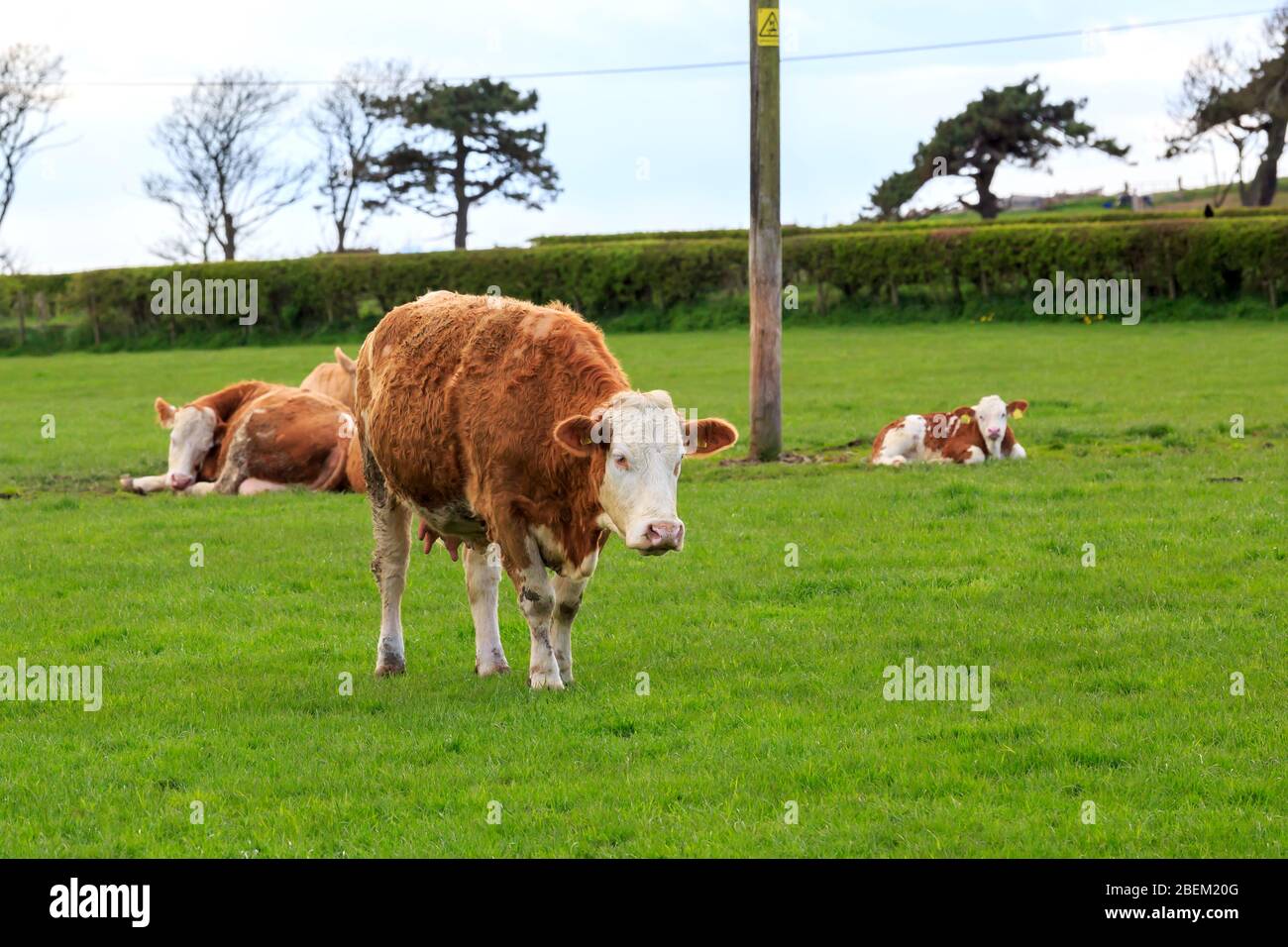 Simmental Cow debout dans un champ Banque D'Images