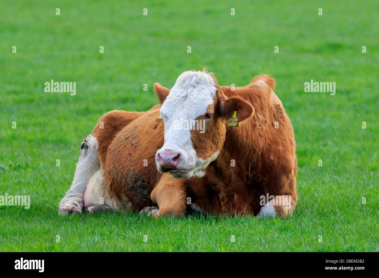 Simmental Cow allongé dans un champ Banque D'Images