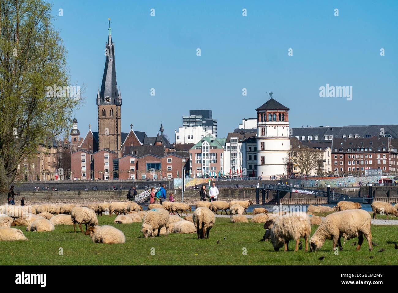 Prés du Rhin, Oberkassel, troupeau de moutons, derrière la vieille ville avec la tour du château, DŸsseldorf, Allemagne, Banque D'Images
