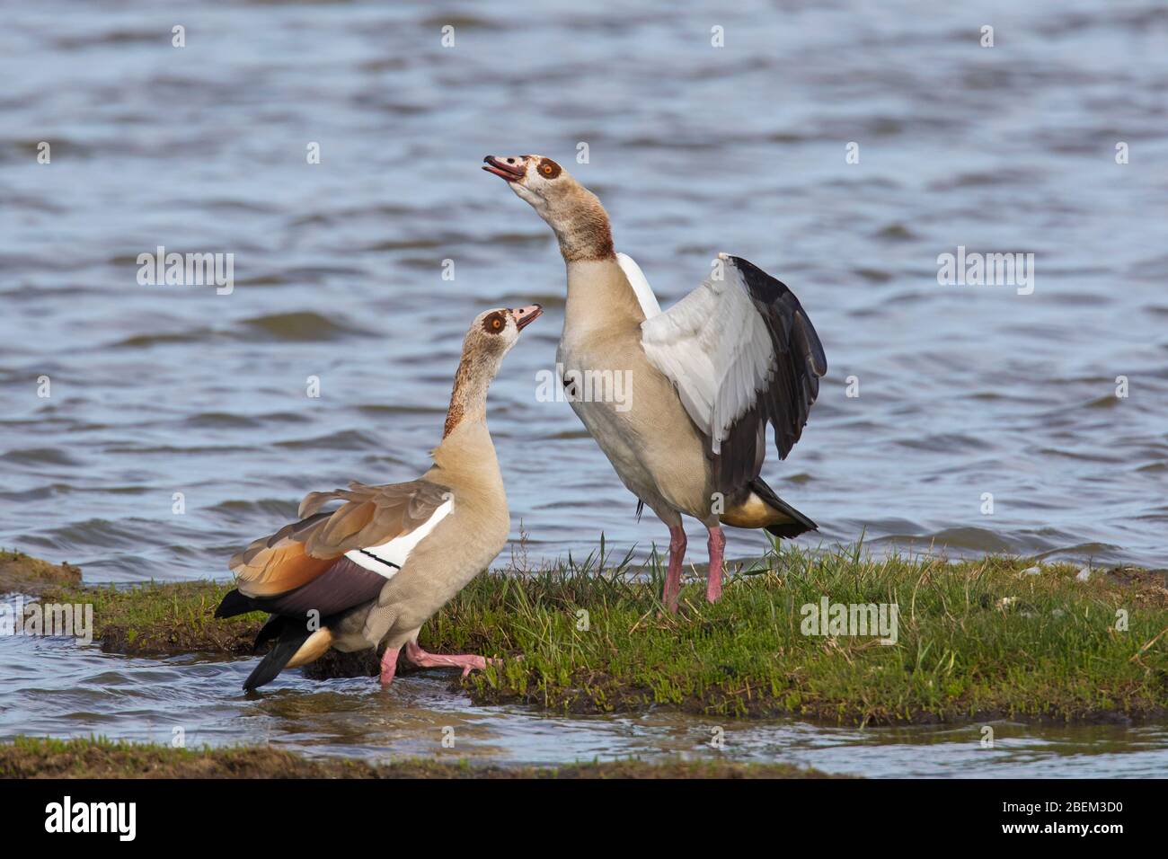 L'oie égyptienne (Alopochen aegyptiaca / Anas aegyptiaca) se couple dans la terre humide, originaire d'Afrique au sud du Sahara et de la vallée du Nil Banque D'Images