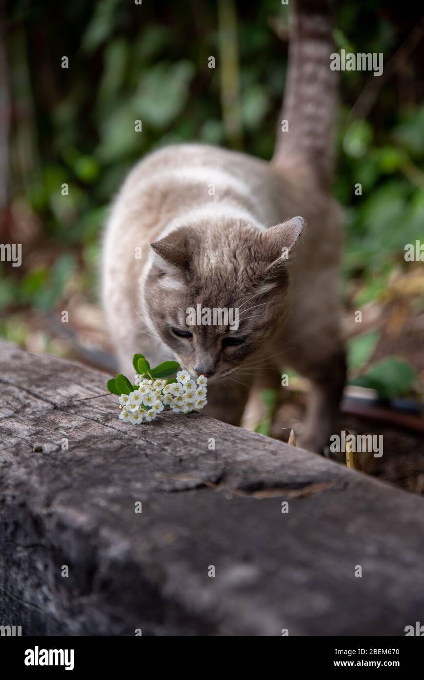 Beau chat bleu-blanc dans un jardin de printemps vert avec bambou jouant autour avec des fleurs. Banque D'Images