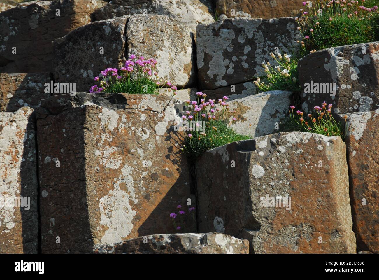 Fleurs et marches en pierre à Giant's Causeway, Antrim Coast, Irlande du Nord, Royaume-Uni Banque D'Images