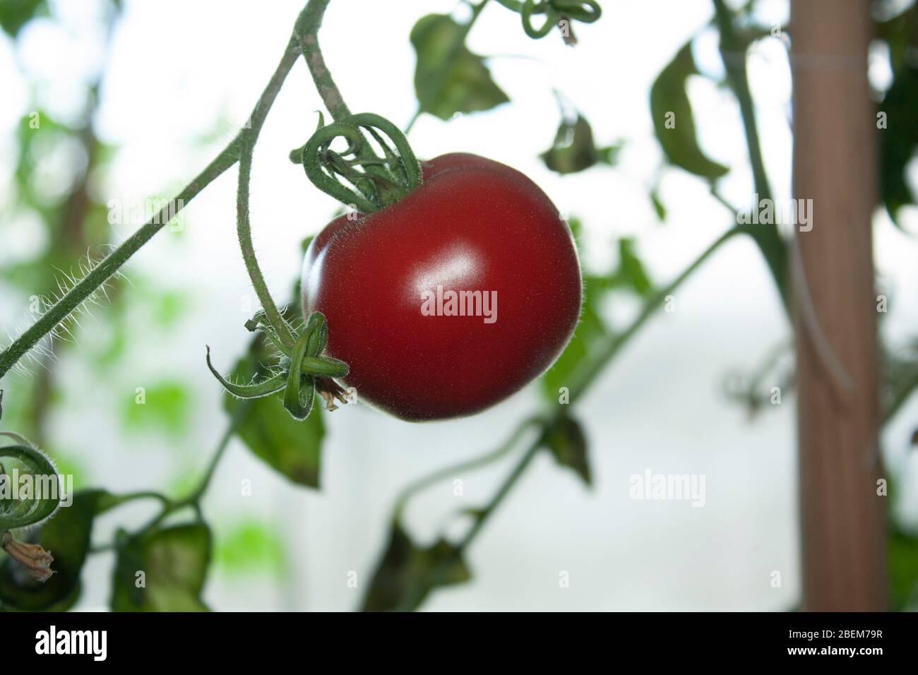 Belle tomate mûre rouge cultivée dans une serre à Mexico. Photographie de semoir de tomate avec de la place à copier. Profondeur de champ peu profonde Banque D'Images