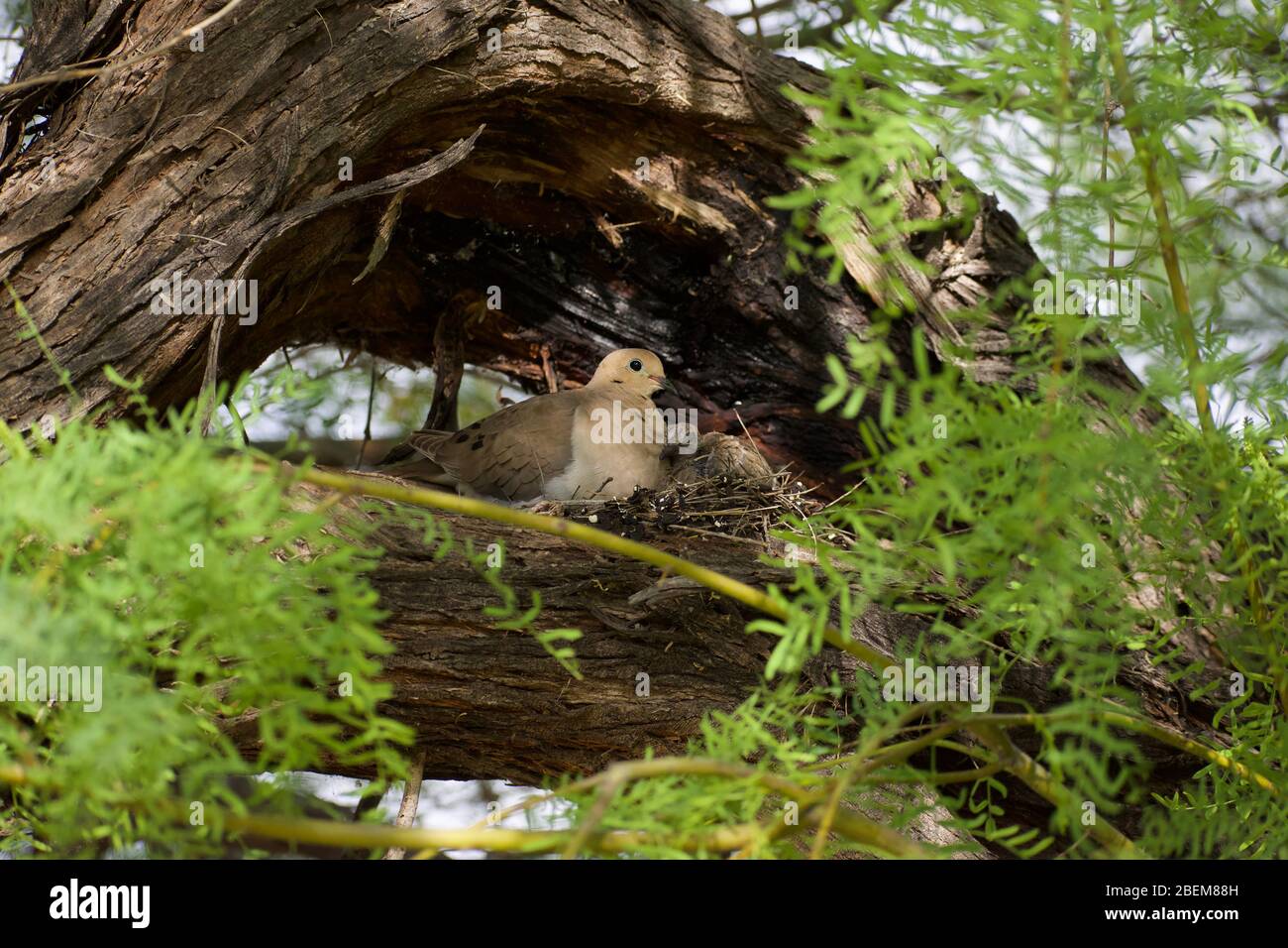 Dove du matin avec Chick dans Nest de Sunny Spring Day Banque D'Images