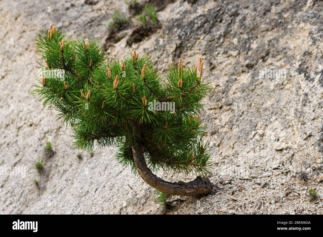 Arbre de pin petit mais fort poussant sur une falaise point de mire sélectif Banque D'Images