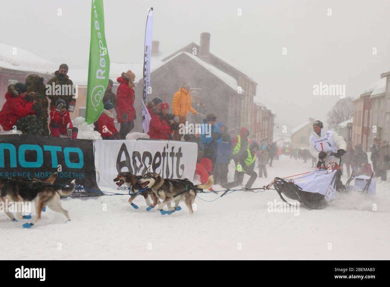 L'équipe de chiens de traîneau Husky au début de la plus grande course de chiens de traîneau au monde, 'Femundløpet/Femund Race', dans la ville historique de Røros, Norvège Banque D'Images