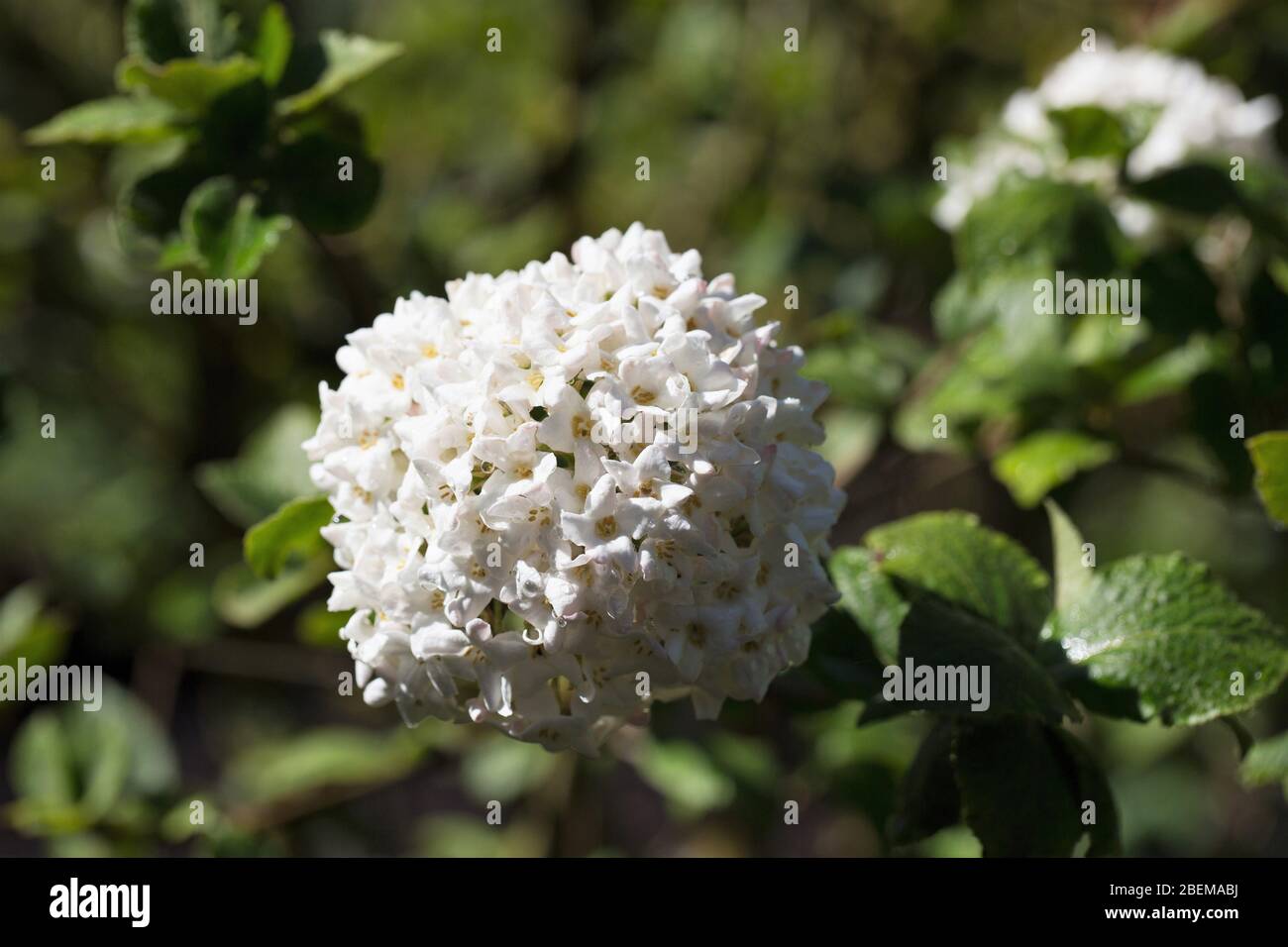 12 Best Crataegus Monogyna Images Deciduous Trees Hedging