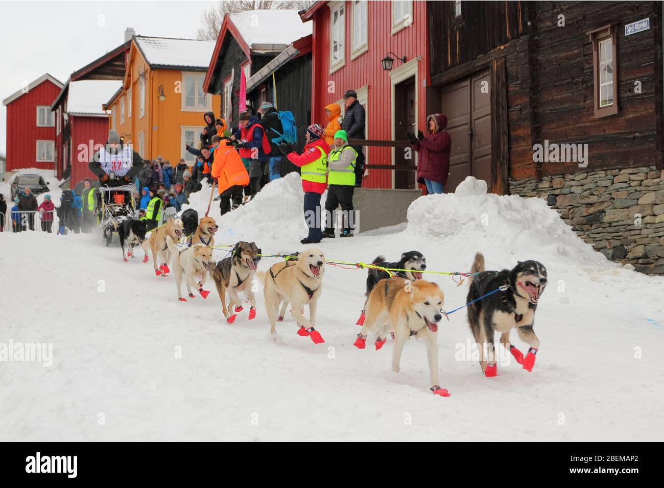 L'équipe de chiens de traîneau Husky au début de la plus grande course de chiens de traîneau au monde, 'Femundløpet/Femund Race', dans la ville historique de Røros, Norvège Banque D'Images