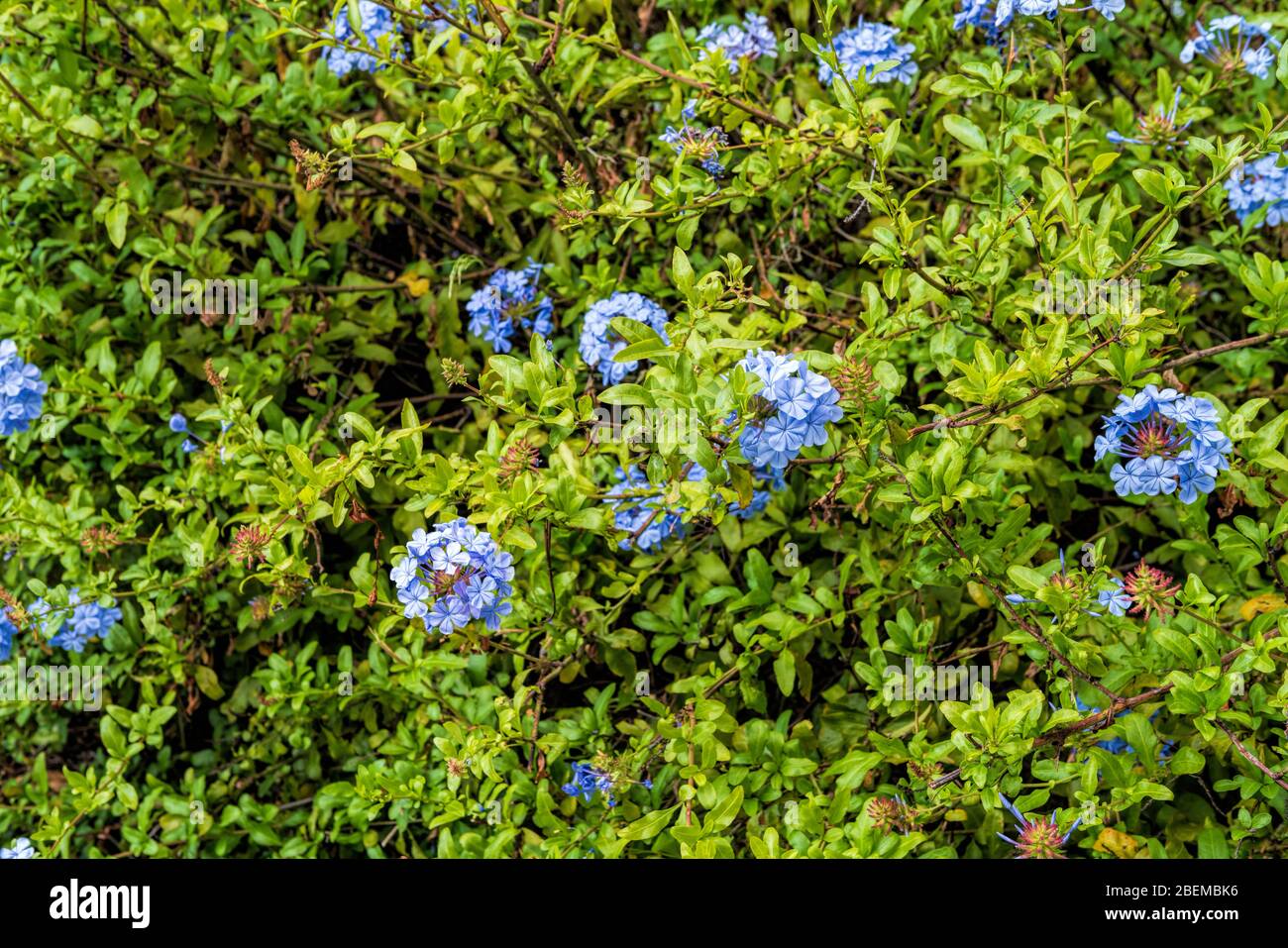 Plumbago auriculata plante en fleur Banque D'Images