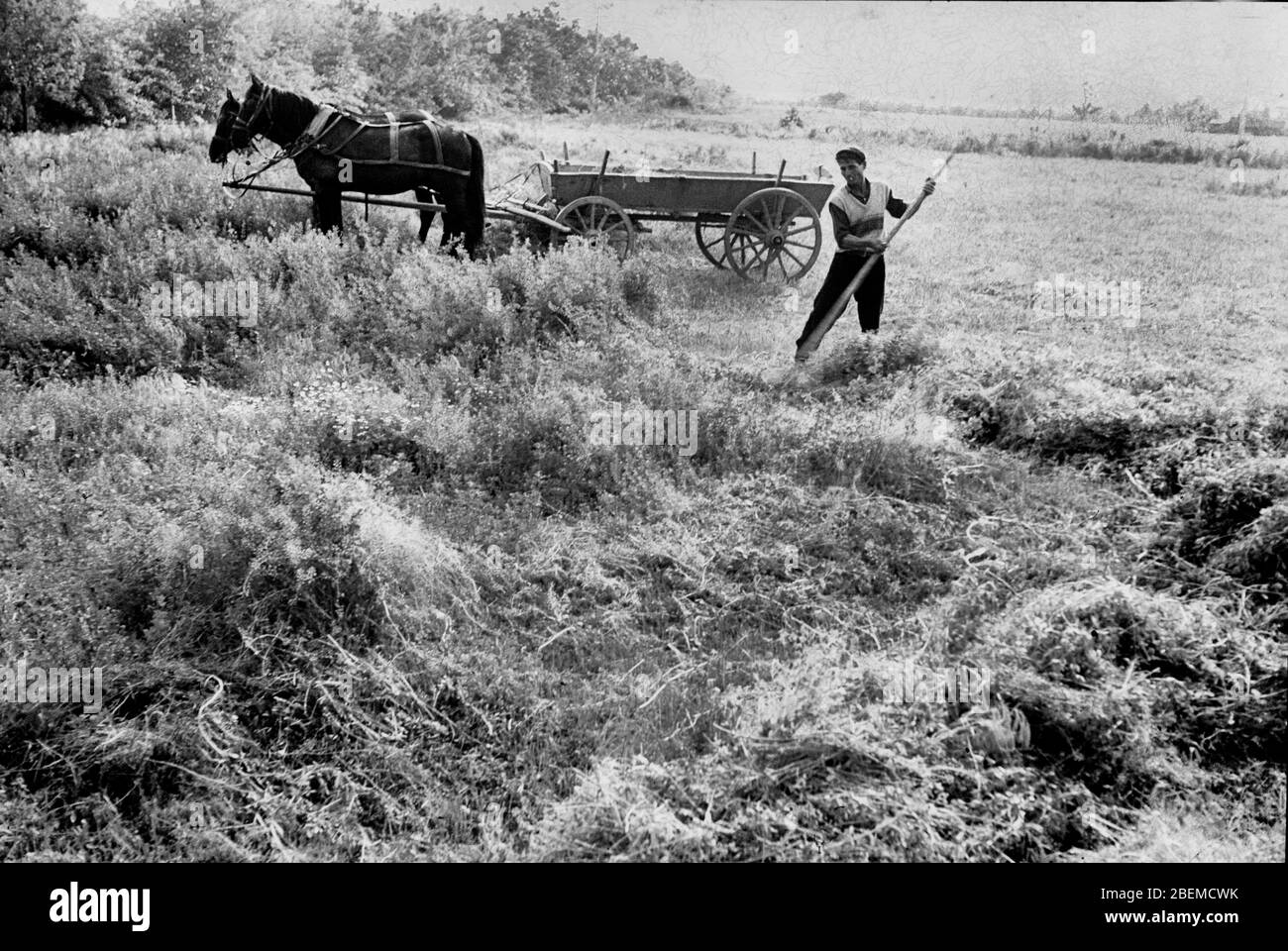 Paysan fermier foin ferme coopérative Bulgarie 1965 Banque D'Images