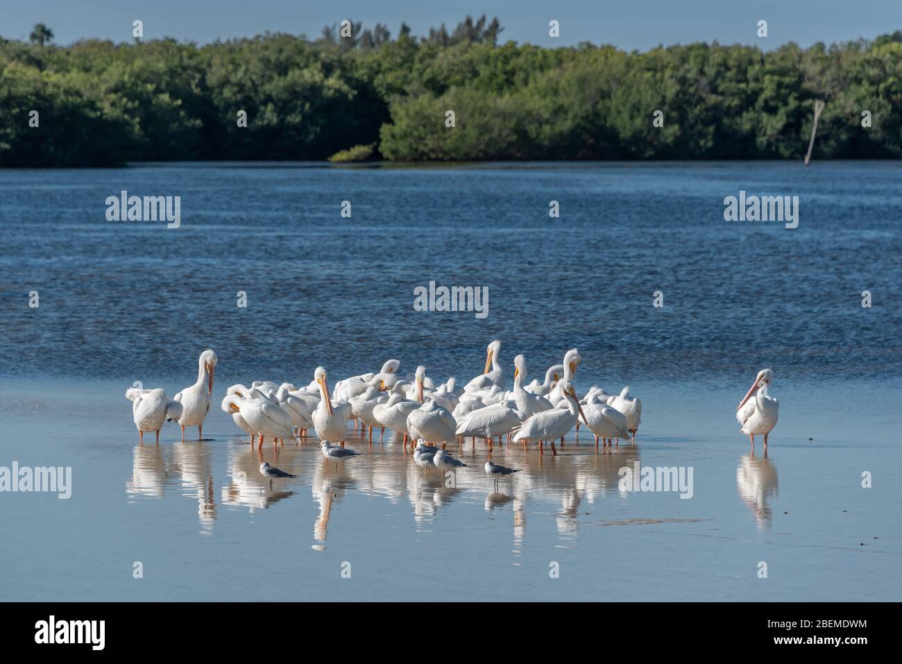 Paysage de pélicans blancs en hiver, en train de s'adonner aux mangroves à distance à la réserve naturelle de Ding Darling, Sanibel, Floride, un favori pour l'observation des oiseaux Banque D'Images