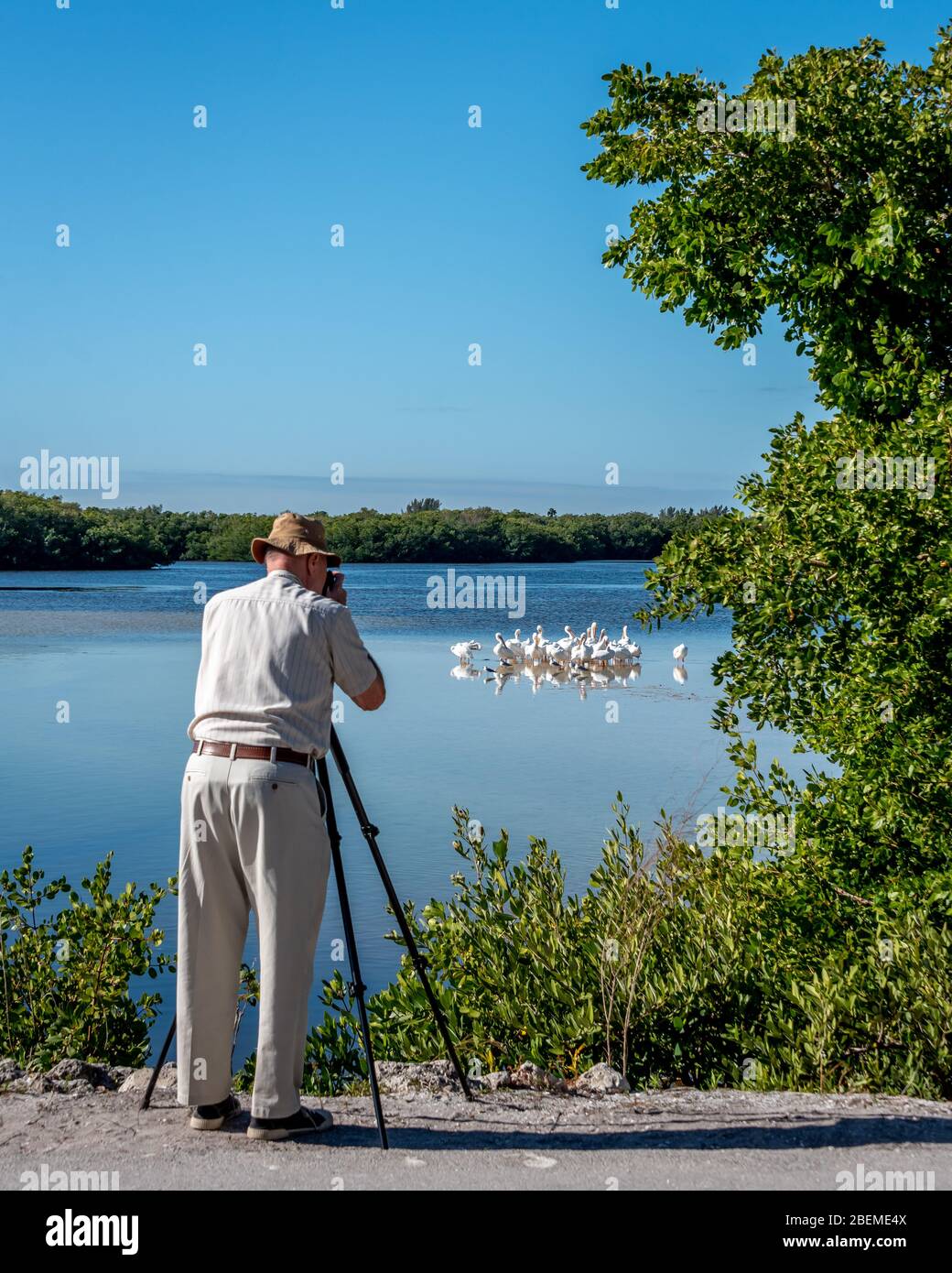 Un homme de tourisme senior photographie des pélicans blancs lors de vacances d'observation des oiseaux en Floride, lors de la visite de Ding Darling Wildlife Refuge sur l'île de Sanibel. Banque D'Images