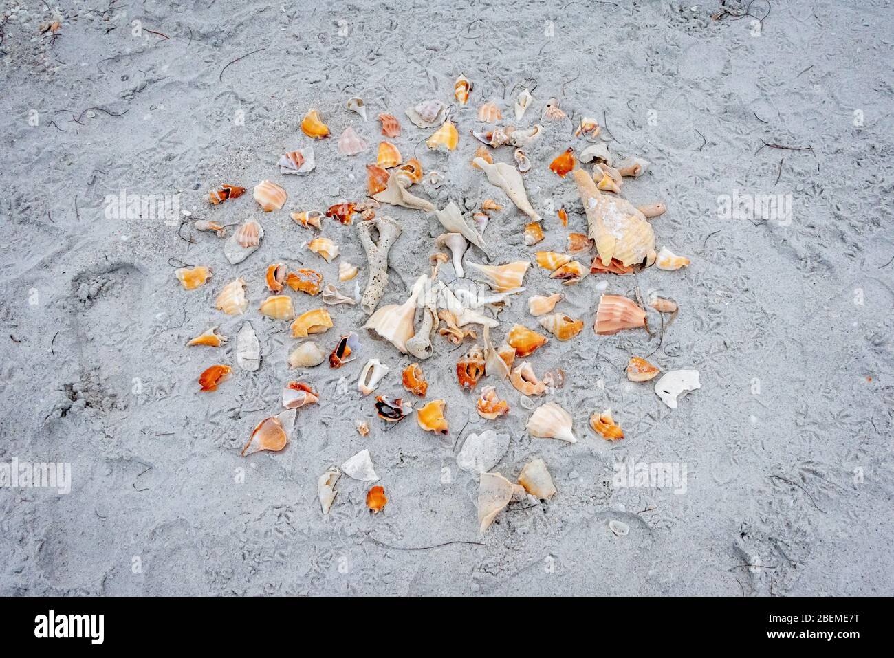 Coquillages disposés dans un design sur une plage de sable du parc national Cayo Costa dans l'ouest de la Floride, une île avec d'excellents coquillages et peu de visiteurs. Banque D'Images