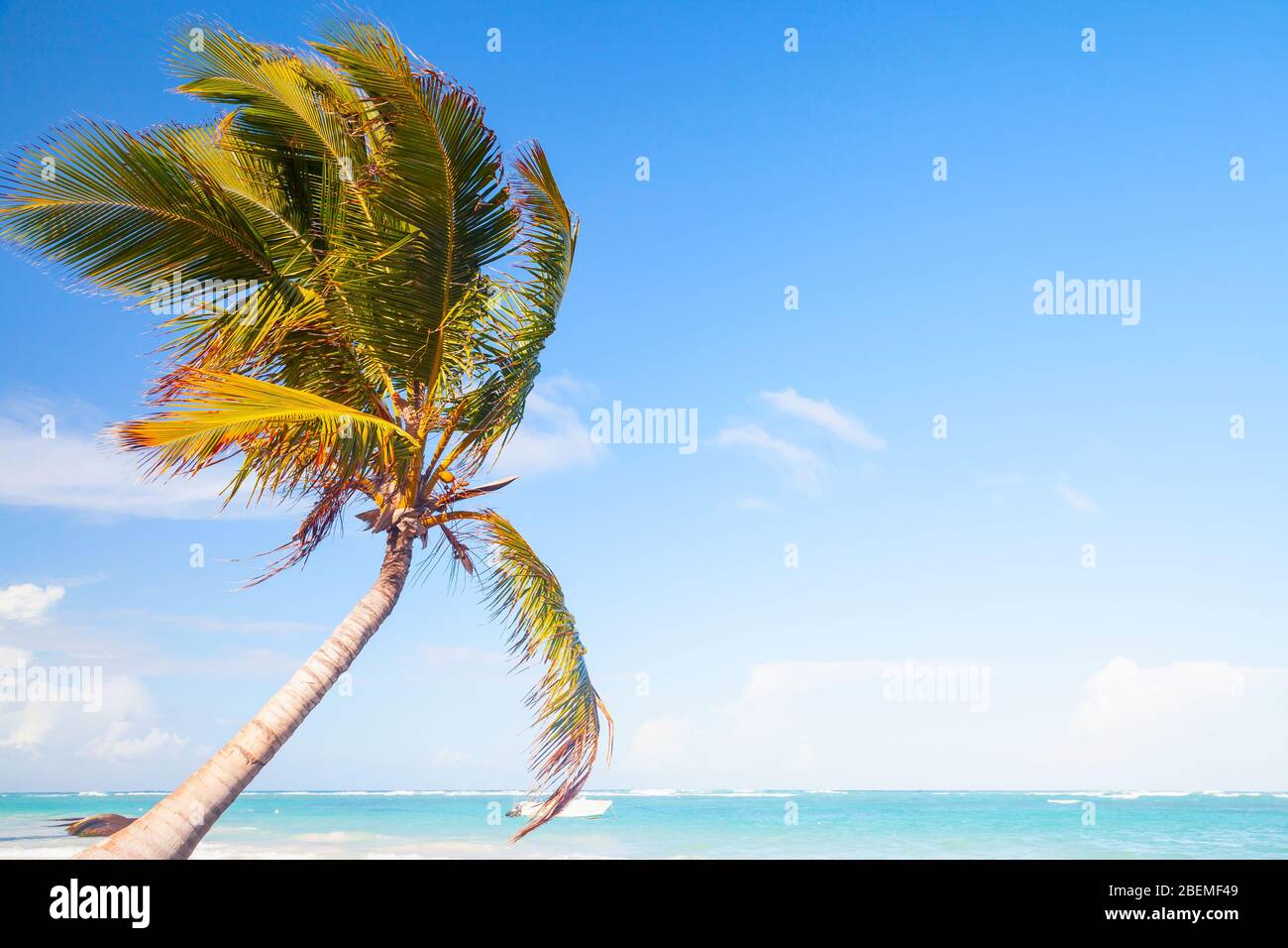 Le palmier à noix de coco pousse sur la plage de sable blanc ...