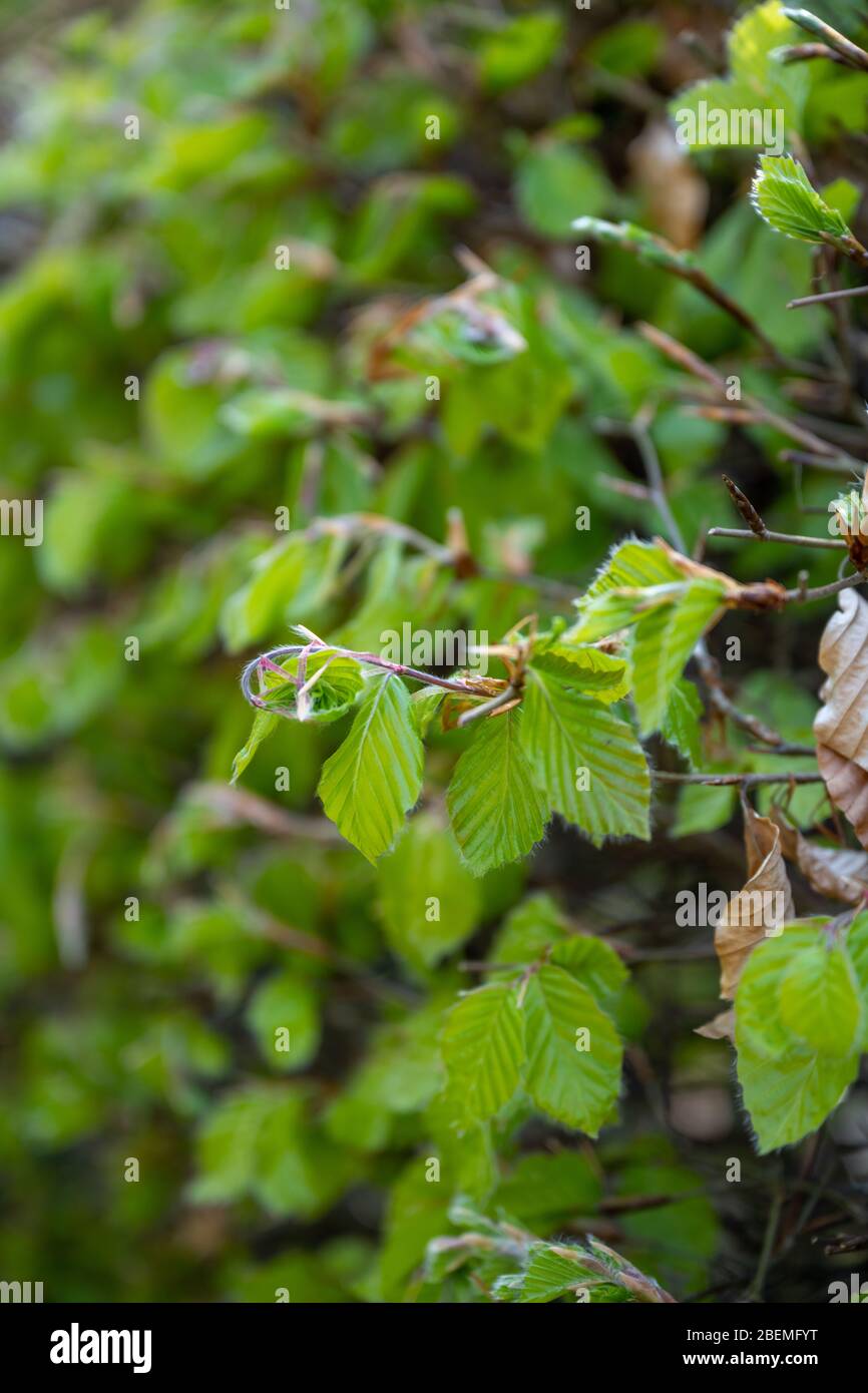 De nouvelles feuilles vertes sur une section de Fagus sylvatica ou la couverture commune de hêtre dans un jardin anglais au printemps. Banque D'Images
